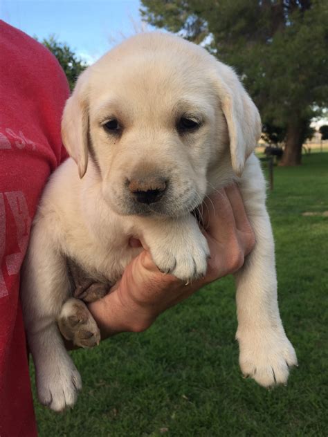 subito labrador|cute labrador puppies for sale.